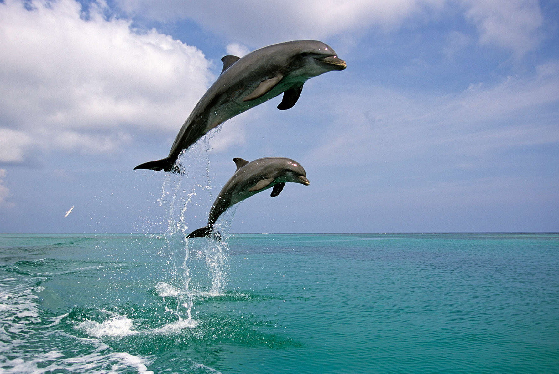 Dolphin Tour