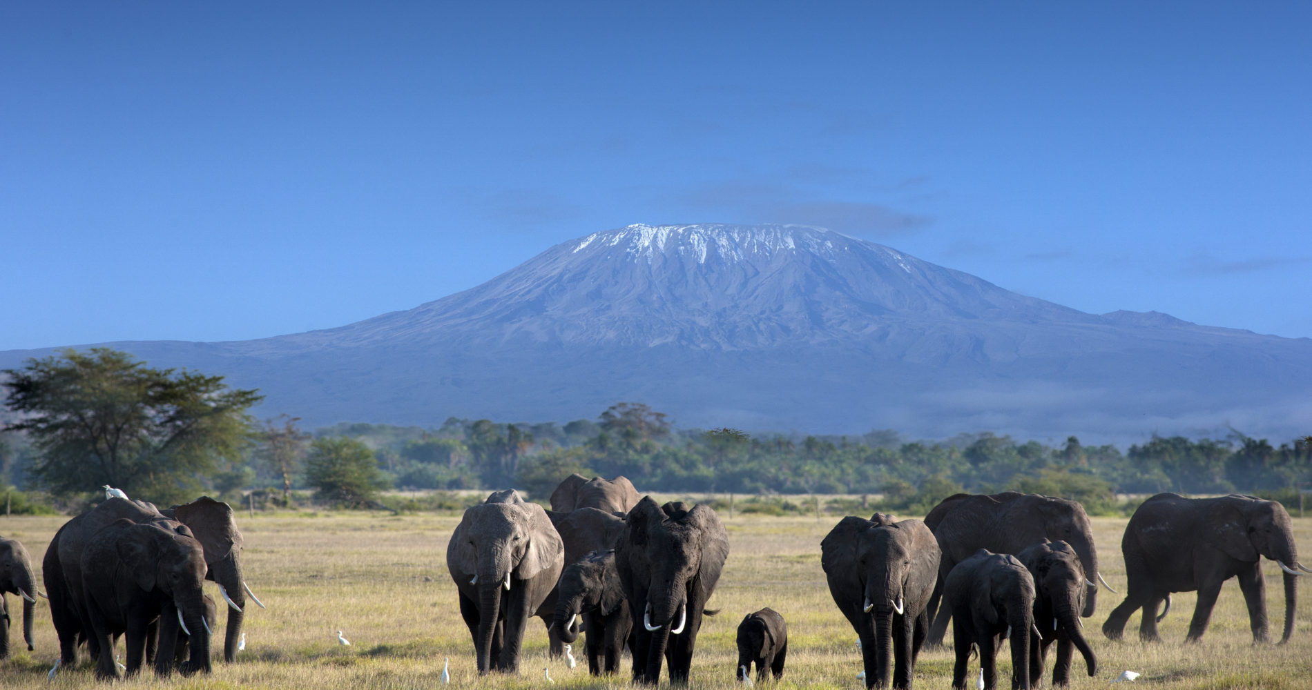 Kilimanjaro