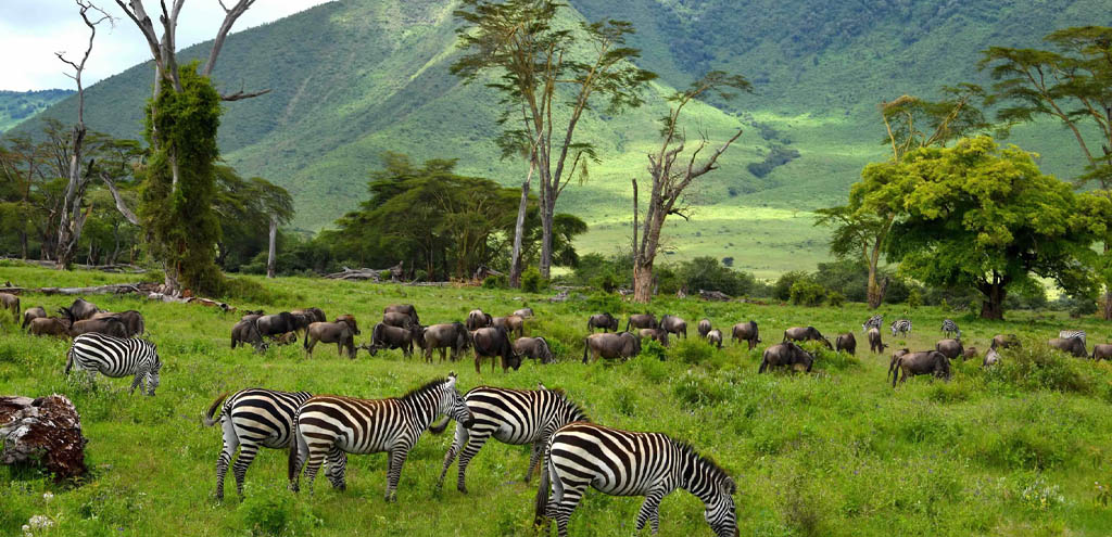 Ngorongoro