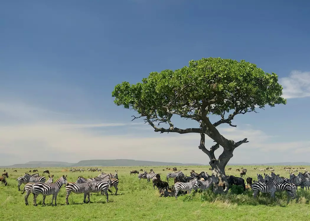 Serengeti