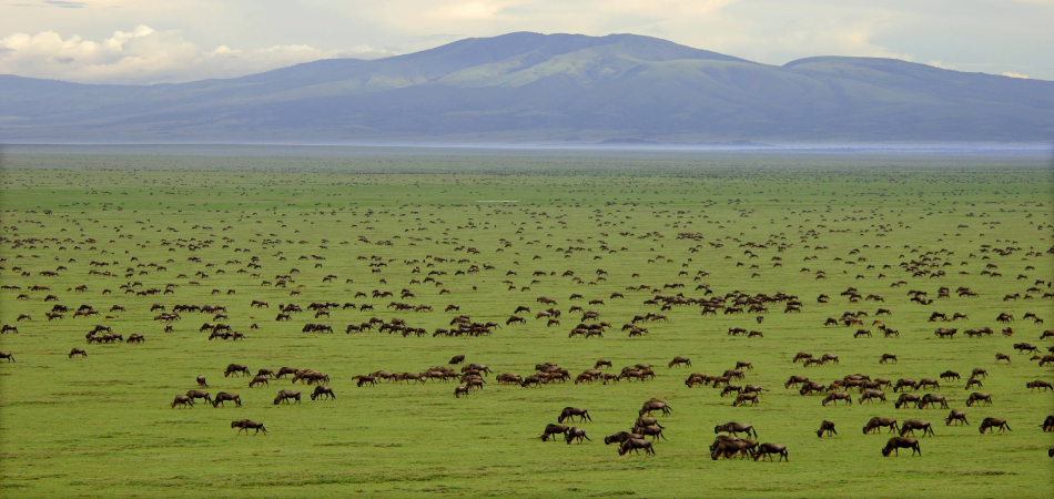 Serengeti, Mainland