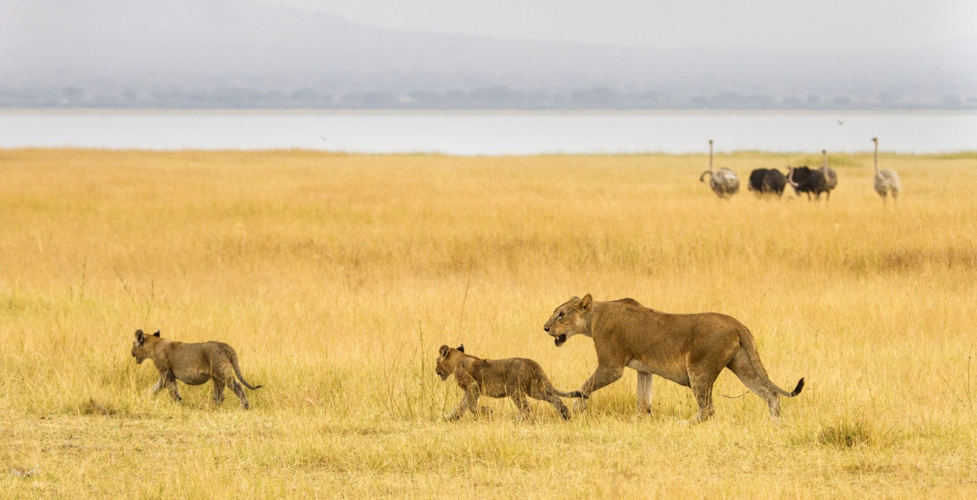 Tarangire